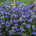 Load image into Gallery viewer, Clematis, Stand By Me #1