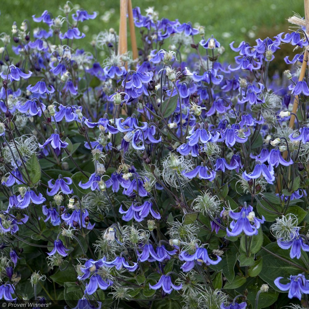 Clematis, Stand By Me #1