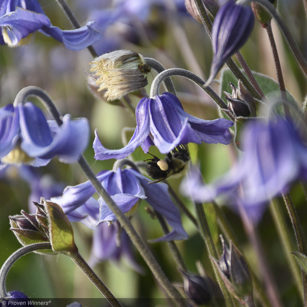 Clematis, Stand By Me #1