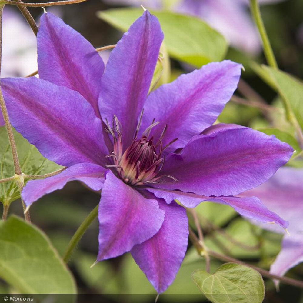 Clematis, Vancover Starry Nights #2 – Greenwood Creek Nursery
