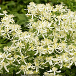 Load image into Gallery viewer, Clematis, Sweet Autumn #3