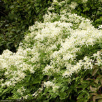 Load image into Gallery viewer, Clematis, Sweet Autumn #3
