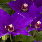 Load image into Gallery viewer, Clematis, Vancouver Danielle #5