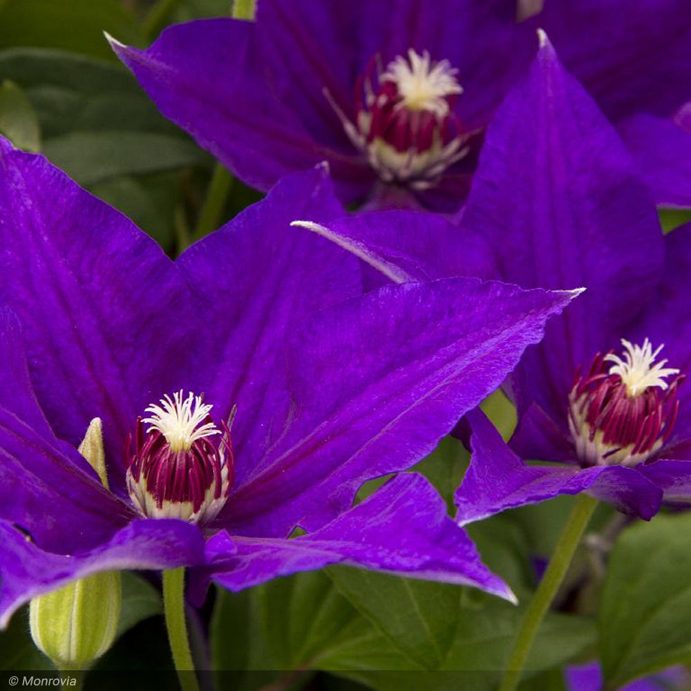Clematis, Vancouver Danielle #5