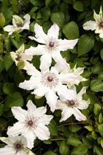 Load image into Gallery viewer, Clematis, Vancouver Fragrant Star #2