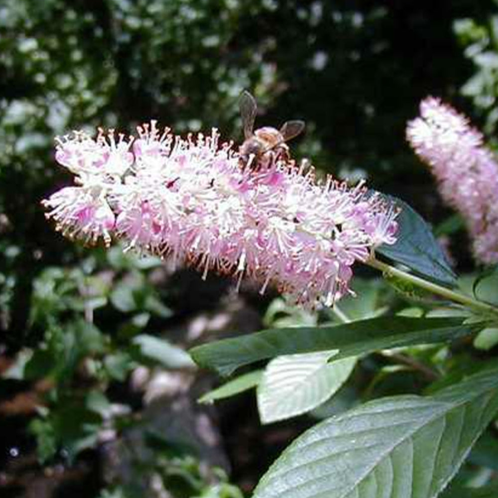 Clethra, Ruby Spice #3 – Greenwood Creek Nursery