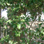 Load image into Gallery viewer, Cleyera #7