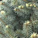 Load image into Gallery viewer, Spruce, Colorado Blue, JeanGenie #5