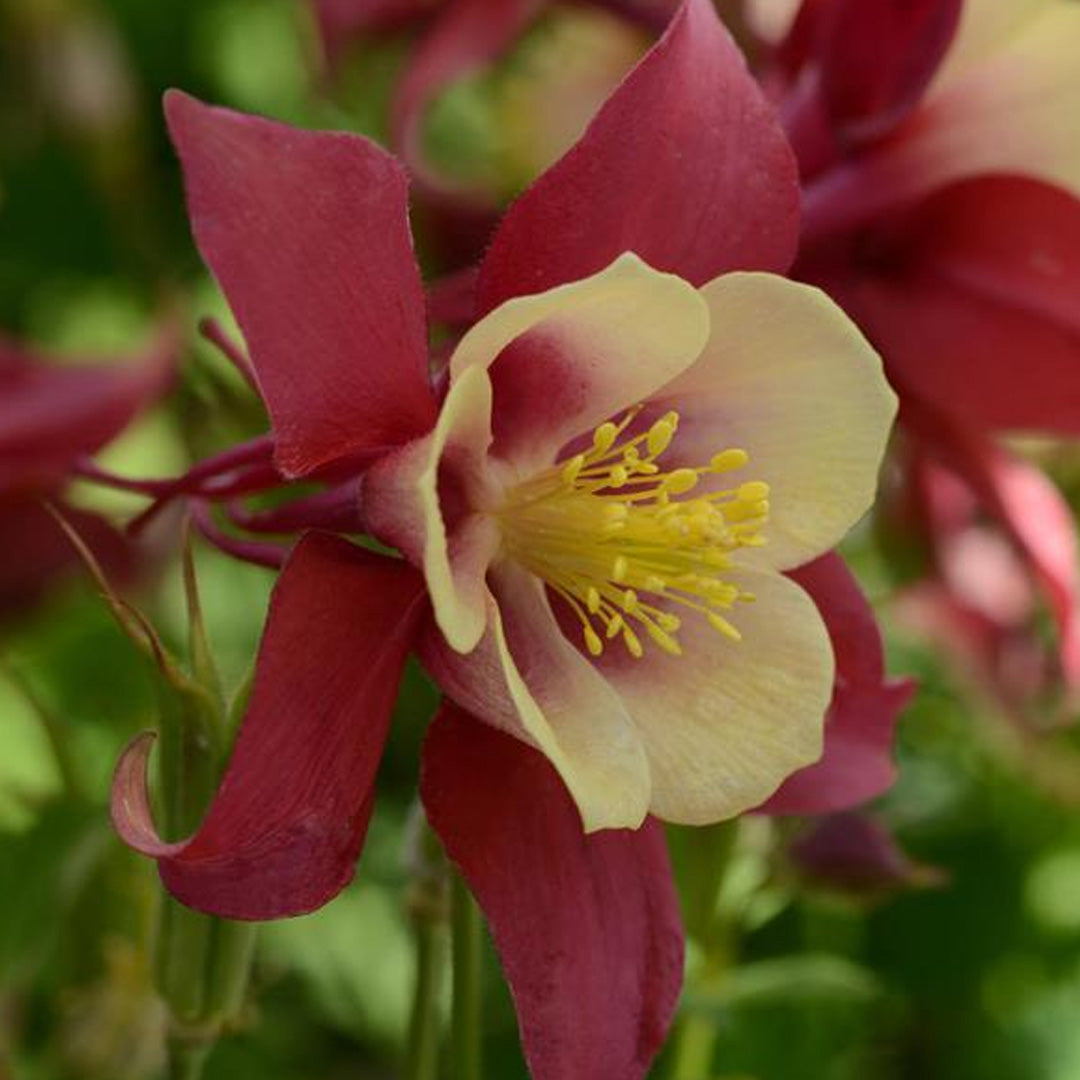 Columbine, Earlybird Red Yellow #1