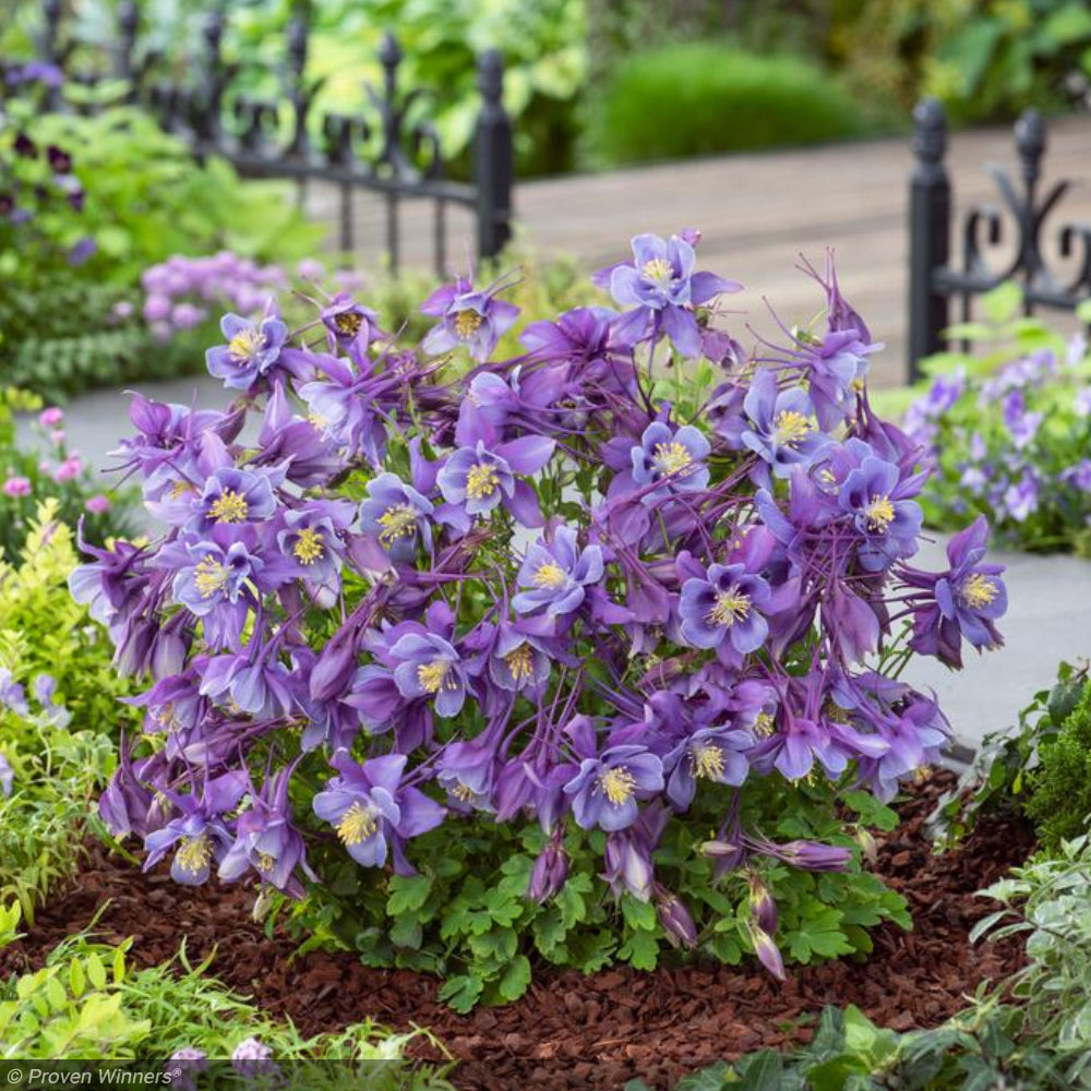 columbine the plant Columbine, Earlybird Purple Blue #1 – Greenwood Creek Nursery