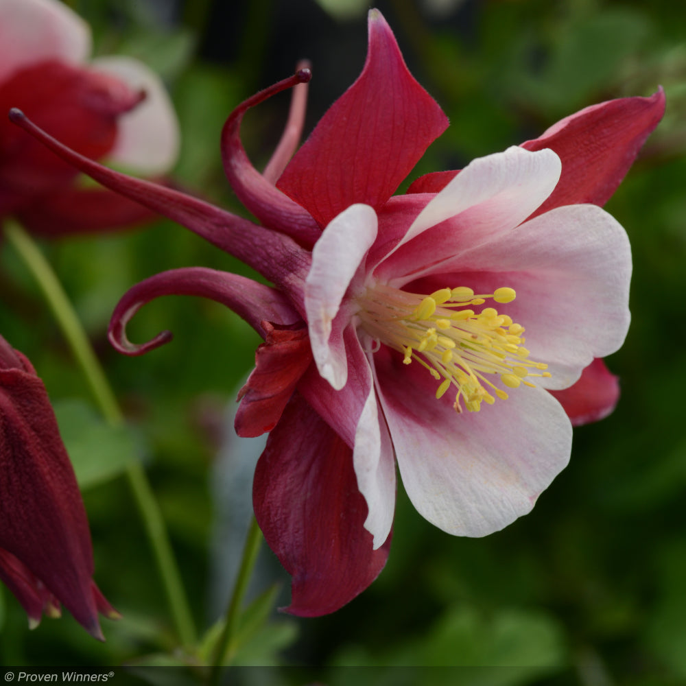 Columbine, Earlybird Red White #1