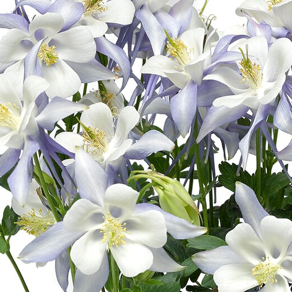 Columbine Kirigami Light Blue & White #1