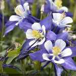 Load image into Gallery viewer, Columbine Kirigami Deep Blue & White #1