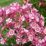 Load image into Gallery viewer, Columbine Kirigami Rose Pink #1