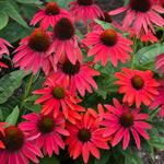 Load image into Gallery viewer, Coneflower, Summersong Firefinch #1