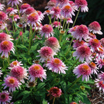 Load image into Gallery viewer, Coneflower, Butterfly Kisses #1
