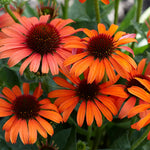 Load image into Gallery viewer, Coneflower, Butterfly Orange Skipper #1