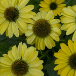 Load image into Gallery viewer, Coneflower, Eye-Catcher Canary Feathers #1