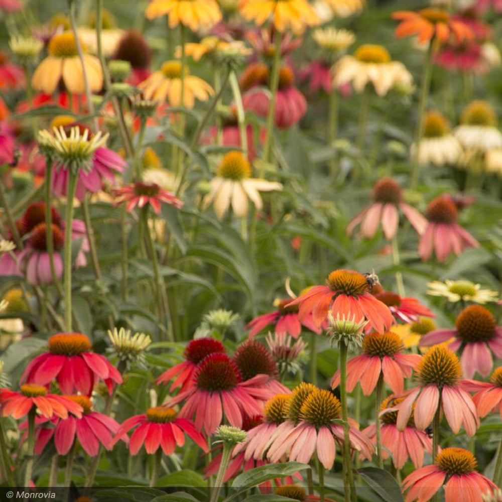 Coneflower, Cheyenne Spirit #1
