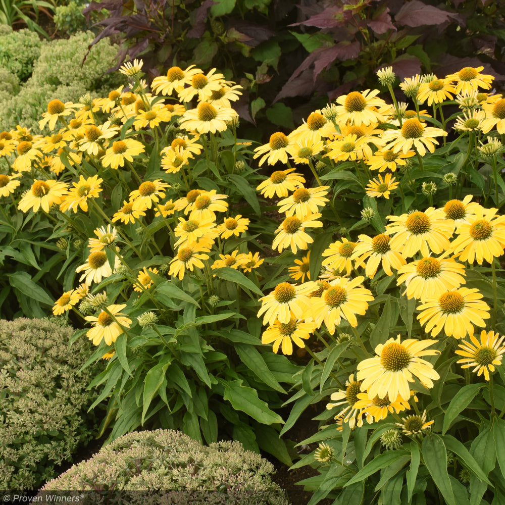 Coneflower, Color Coded Yellow My Darling #1