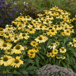Load image into Gallery viewer, Coneflower, Color Coded Yellow My Darling #1