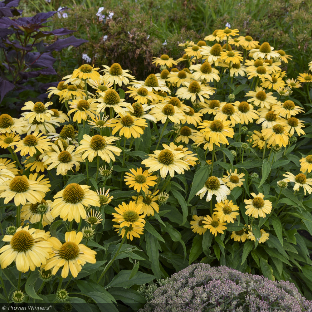 Coneflower, Color Coded Yellow My Darling #1