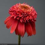 Load image into Gallery viewer, Coneflower, Double Scoop Orangeberry #1