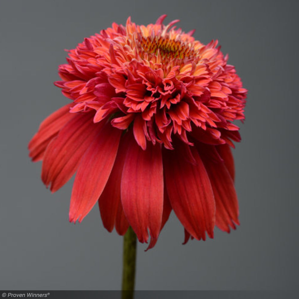 Coneflower, Double Scoop Orangeberry #1