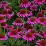 Load image into Gallery viewer, Coneflower, Delicious Candy #1