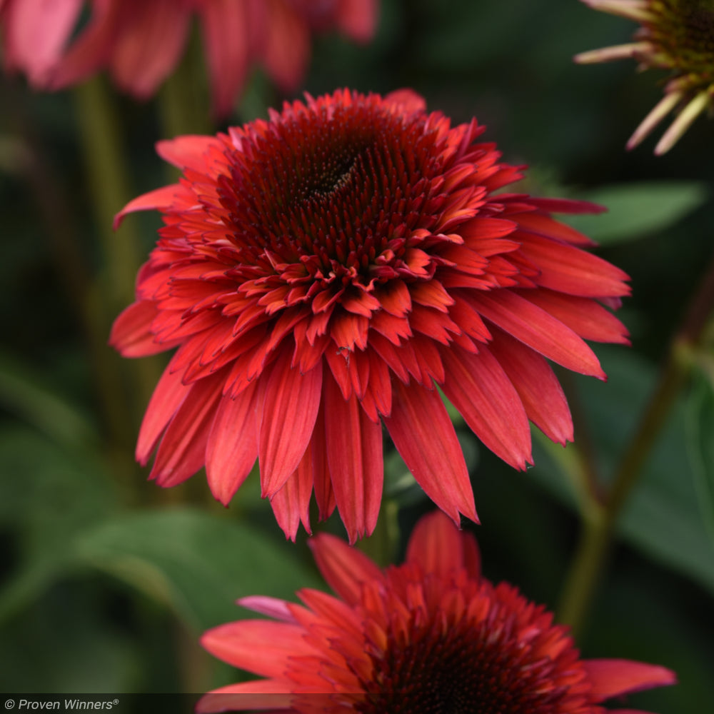 Coneflower, Double Scoop Deluxe Raspberry #1