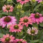 Load image into Gallery viewer, Coneflower, Evolution Colorific #3
