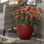 Load image into Gallery viewer, Coneflower, Evolution Fiesta #1