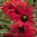 Load image into Gallery viewer, Coneflower, Evolution Embers Fever #1