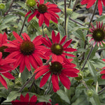Load image into Gallery viewer, Coneflower, Evolution Embers Fever #1