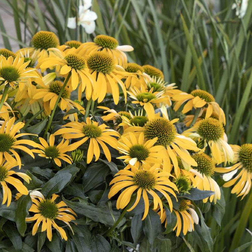 Coneflower, Evolution Yellow Falls #1