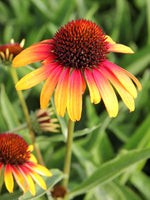 Load image into Gallery viewer, Coneflower, Fiery Meadow Mama #1