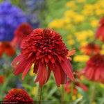 Load image into Gallery viewer, Coneflower, Hot Papaya #1