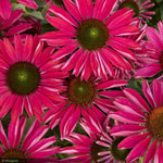 Load image into Gallery viewer, Coneflower, Kismet Raspberry #1