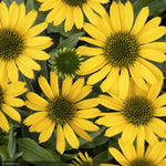 Load image into Gallery viewer, Coneflower, Kismet Yellow #1