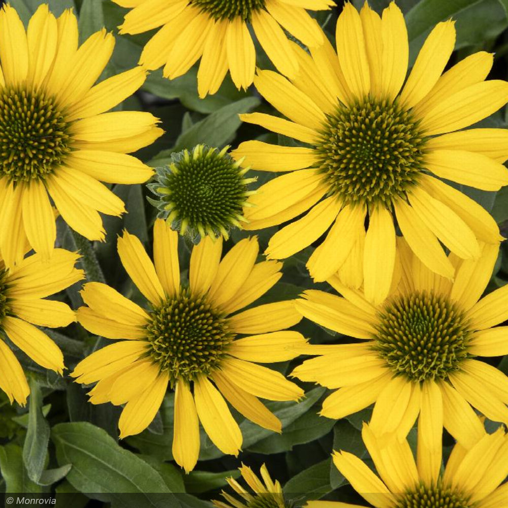Coneflower, Kismet Yellow #1
