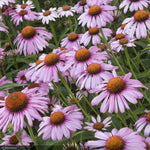 Load image into Gallery viewer, Coneflower, Purpurea Magnus #1
