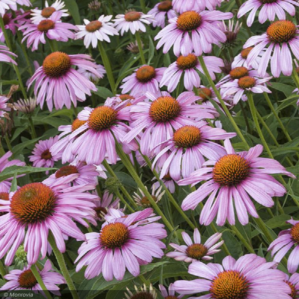 Coneflower, Purpurea Magnus #1