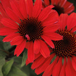 Load image into Gallery viewer, Coneflower, Panama Red #1