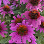 Load image into Gallery viewer, Coneflower, PowWow Wildberry #1