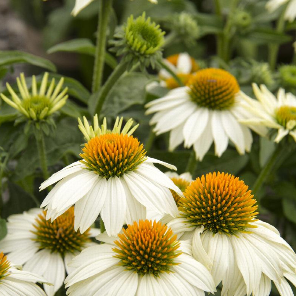 Coneflower, PowWow White Qrt