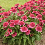 Load image into Gallery viewer, Coneflower, Double Coded Raspberry Beret #1