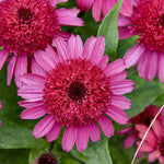 Load image into Gallery viewer, Coneflower, Double Coded Raspberry Beret #1