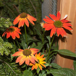 Load image into Gallery viewer, Coneflower, Red Ombre #1