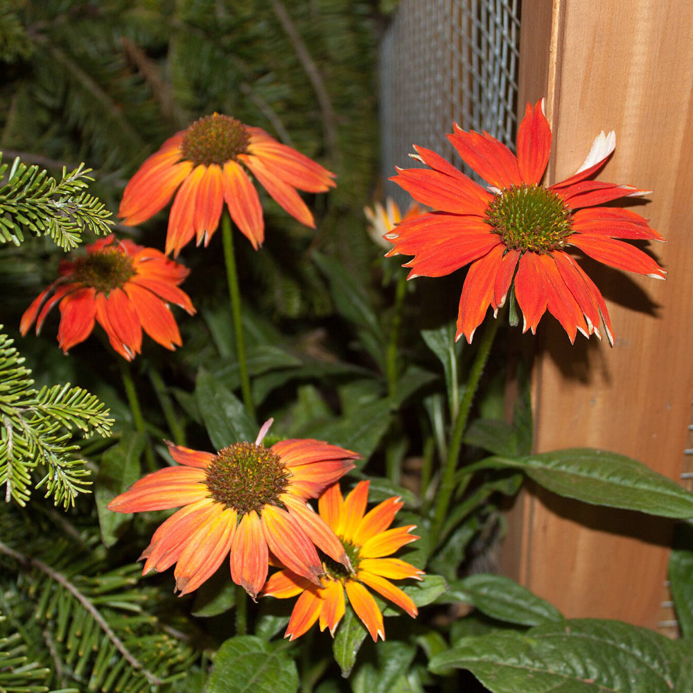 Coneflower, Red Ombre #1