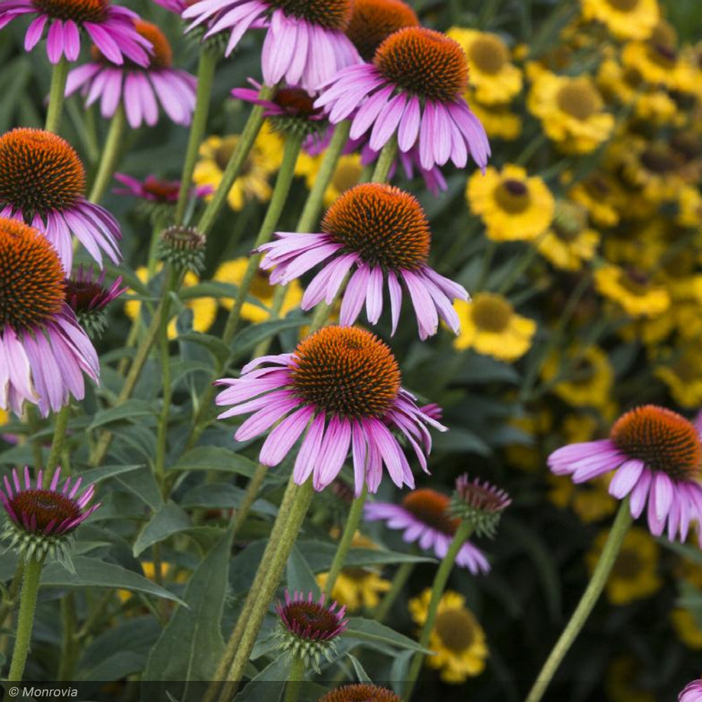 Coneflower, Ruby Star #2